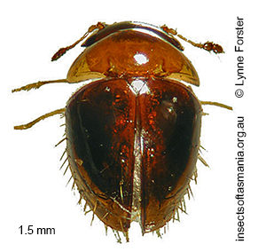 Sphaerothorax tasmani