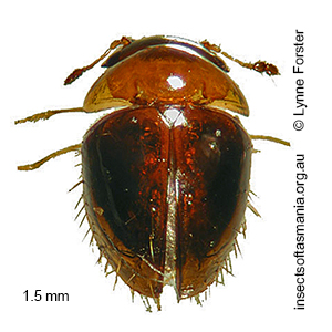 Sphaerothorax tasmani
