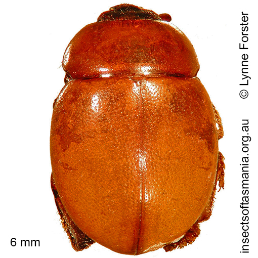 Species image