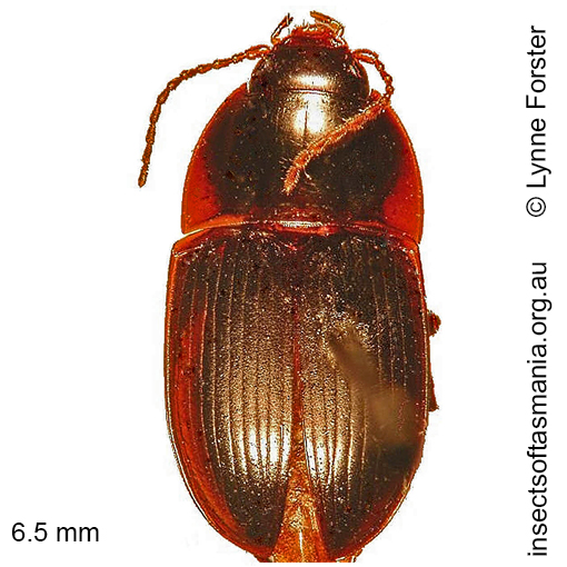 Species image