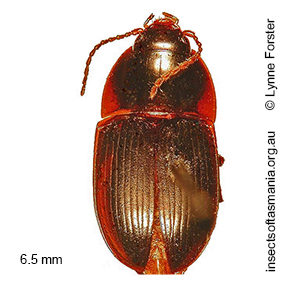 Stichonotus decoloratus