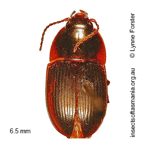 Stichonotus decoloratus