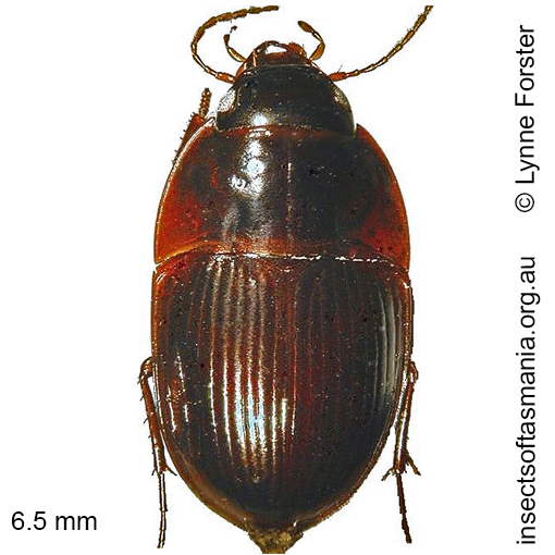 Species image