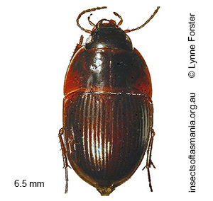 Stichonotus piceus