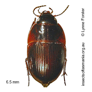 Stichonotus piceus