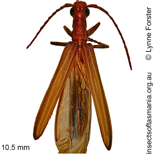 Species image
