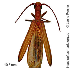 Syllitus grammicus