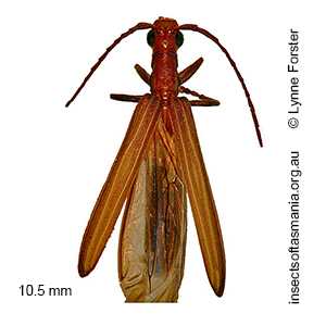 Syllitus grammicus
