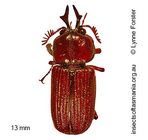 Syndesus cornutus