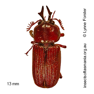 Syndesus cornutus
