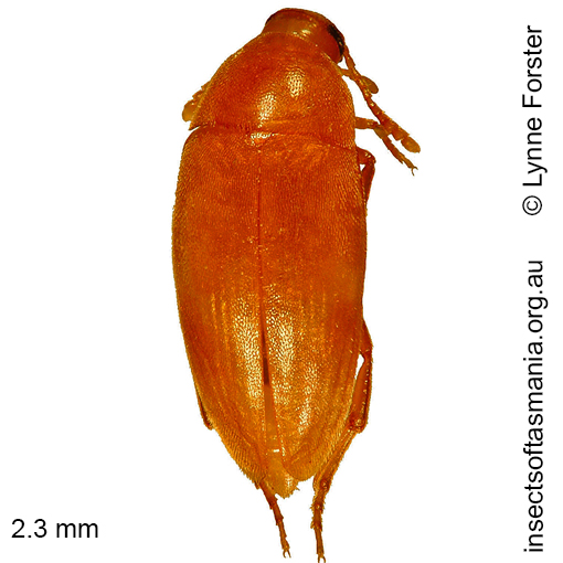 Species image