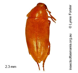 Talayra elongata