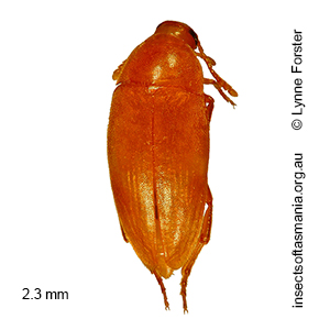 Talayra elongata