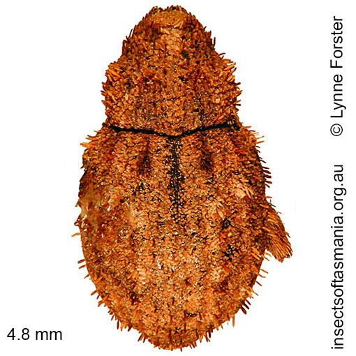Species image