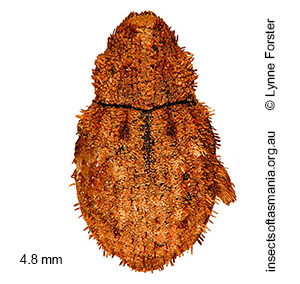 Tapinocis corticalis