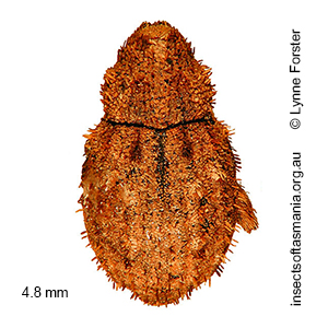Tapinocis corticalis