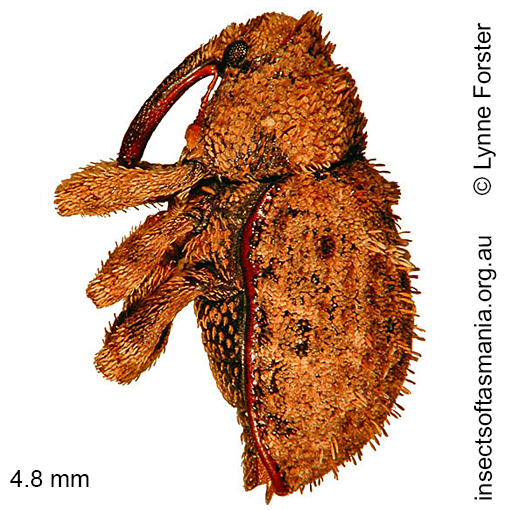 Species image