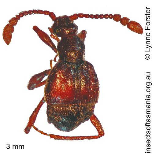 Species image