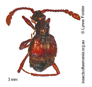 Tasmanityrus newtoni