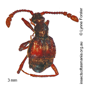 Tasmanityrus newtoni