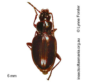 Tasmanorites grossus