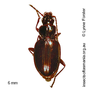 Tasmanorites grossus