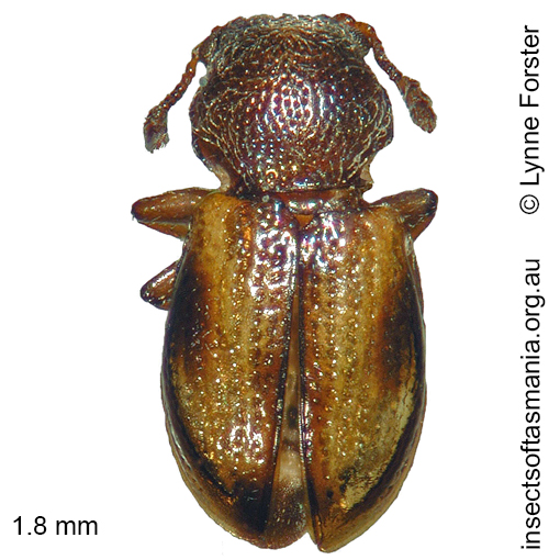 Species image