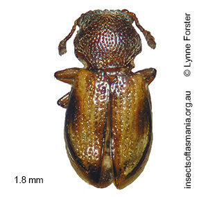 Tasmosalpingus TFIC sp 01