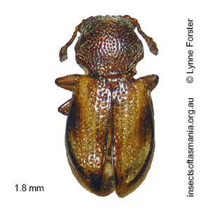 Tasmosalpingus TFIC sp 01