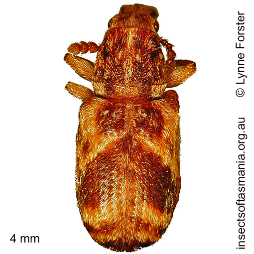 Species image