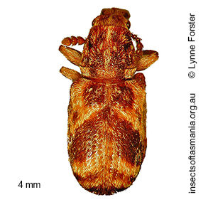 Eupanteos cf montanus