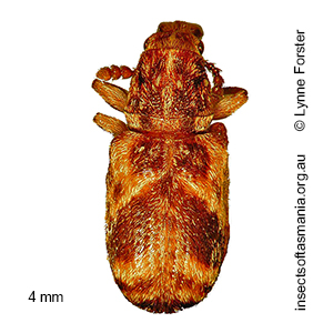 Eupanteos cf montanus