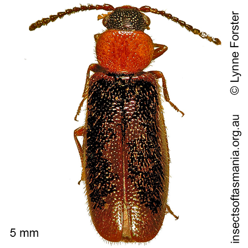 Species image