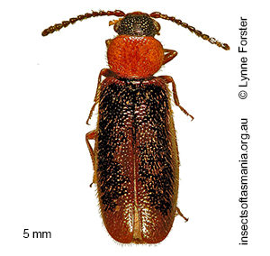 Temnopalpus bicolor