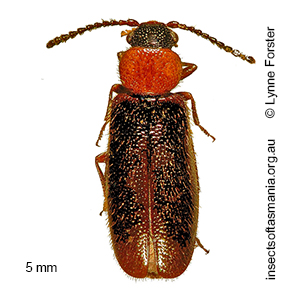 Temnopalpus bicolor