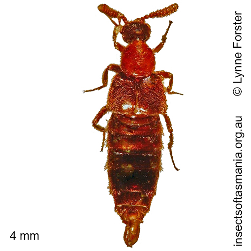 Species image