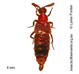 Tetrabothrus claviger