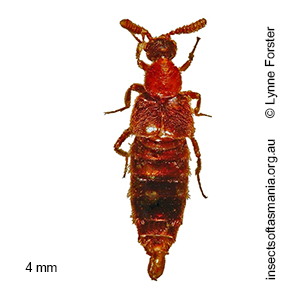 Tetrabothrus claviger