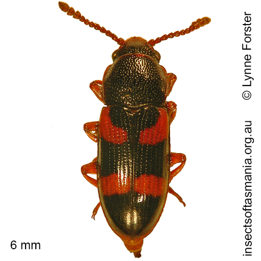 Species image