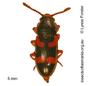 Thallis femoralis