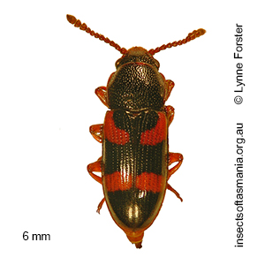 Thallis femoralis