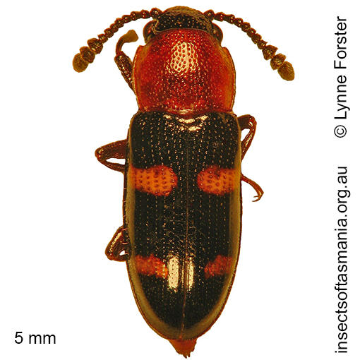 Species image