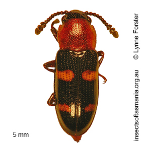 Thallis vinula