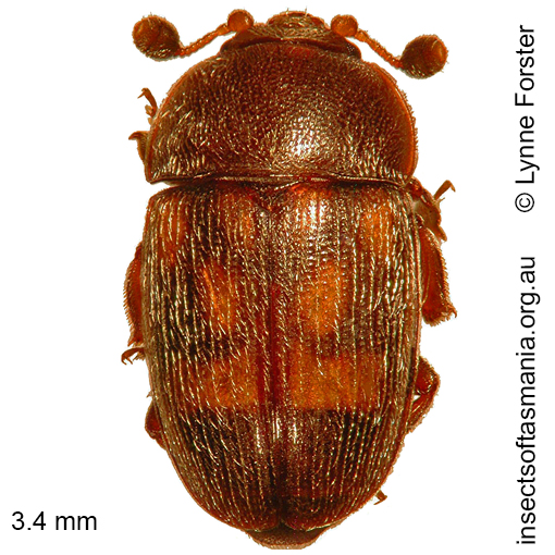 Species image
