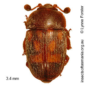Thalycrodes pulchrum
