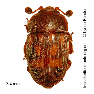 Thalycrodes pulchrum