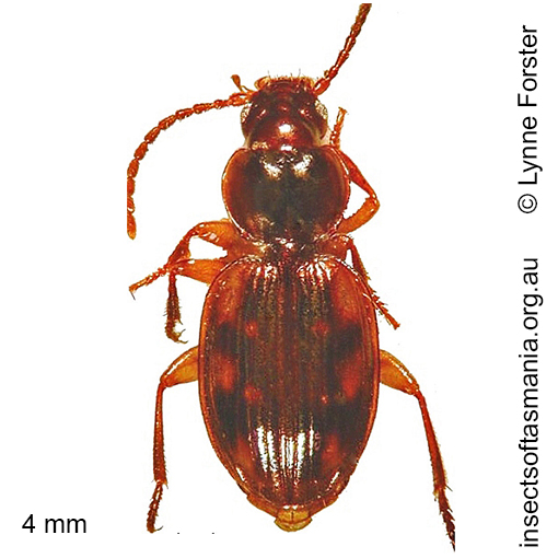 Species image