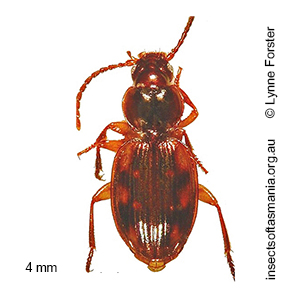 Trechistus terricola