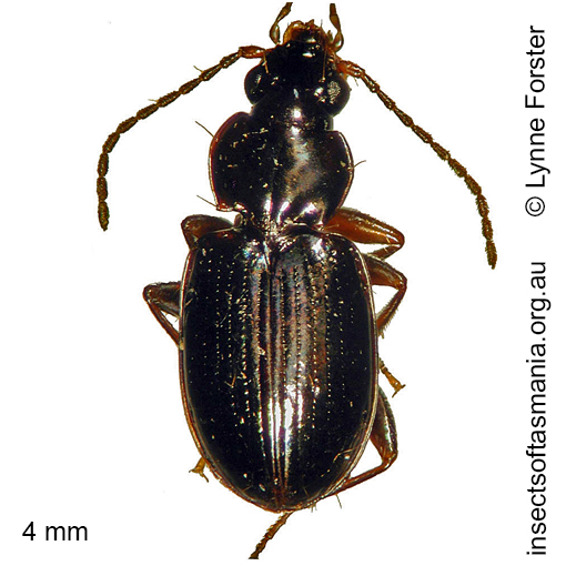 Species image