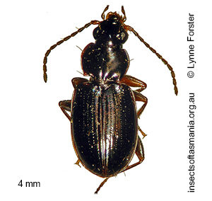 Trechobembix baldiensis